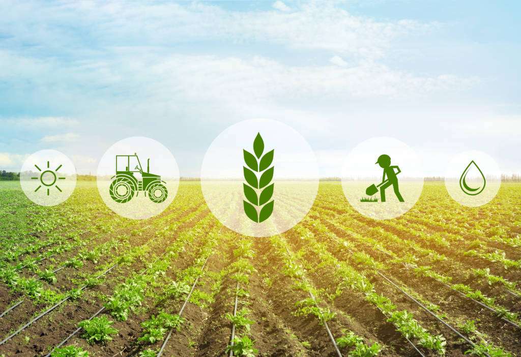 MX Precision Weight Grading for Agritech R&D
