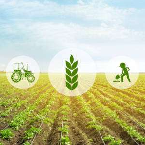 MX Precision Weight Grading for Agritech R&D